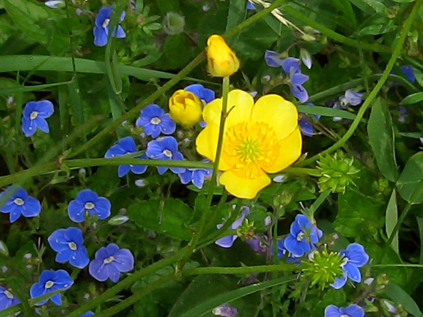 BLUMENWIESE