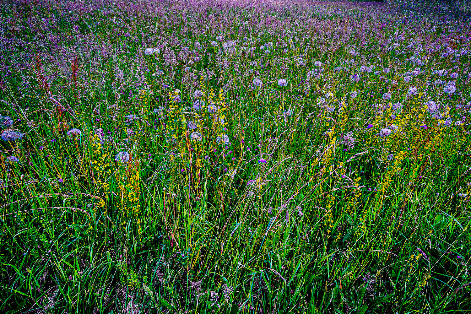 Blumenwiese