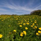 Blumenwiese