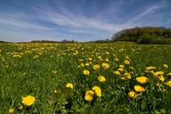 Blumenwiese