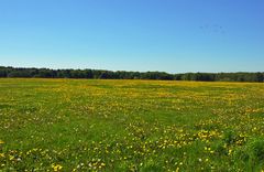 Blumenwiese