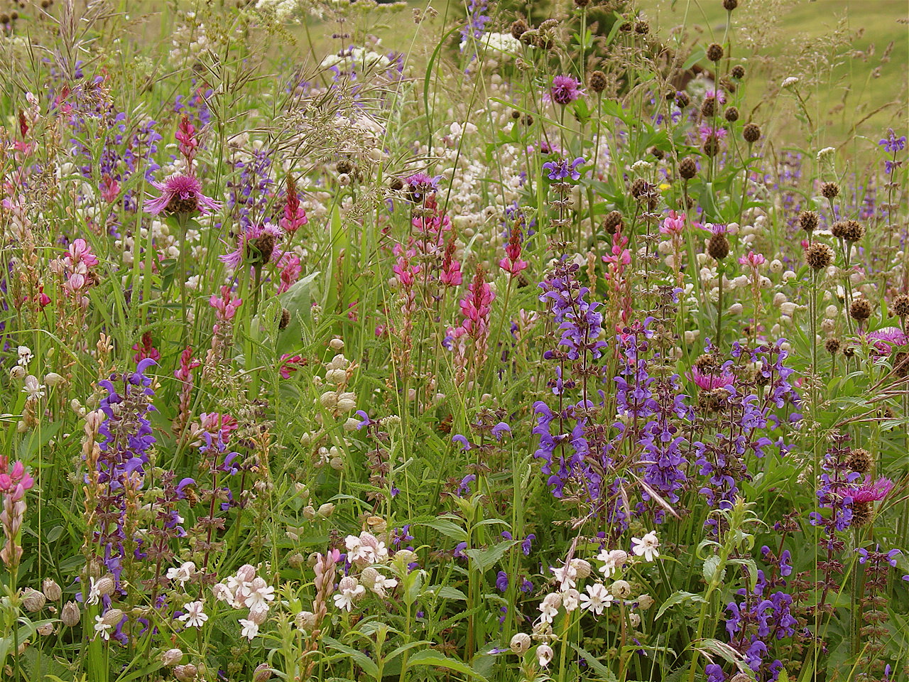 Blumenwiese