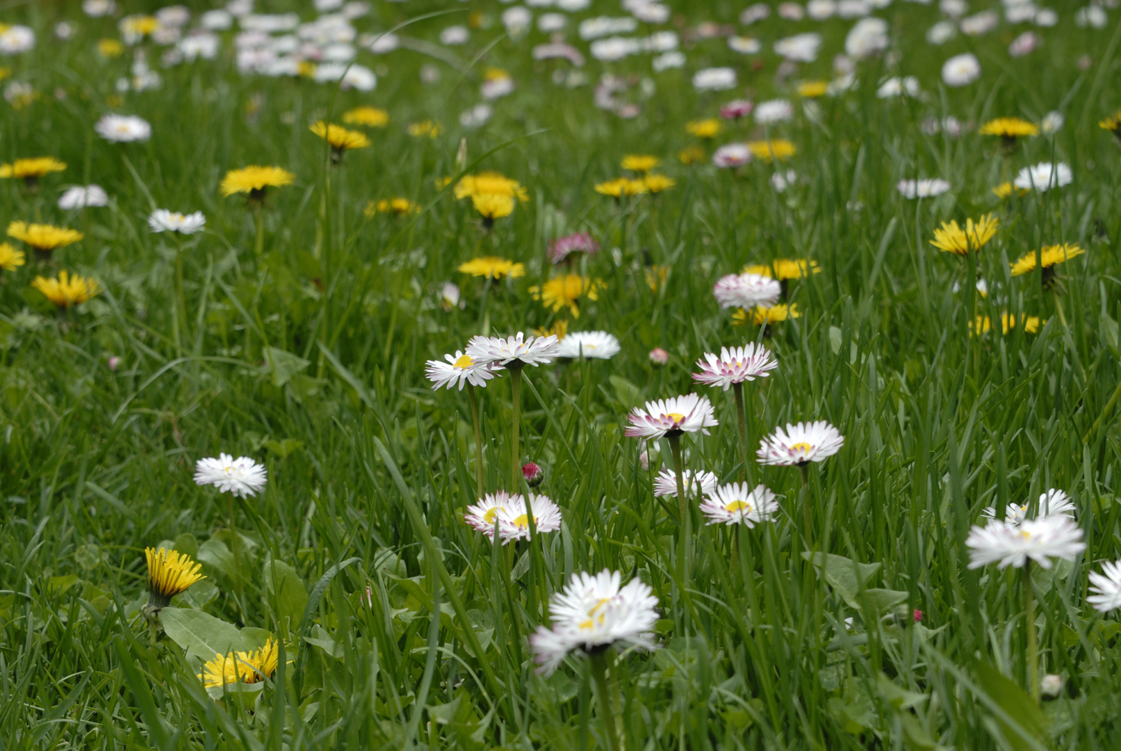 Blumenwiese