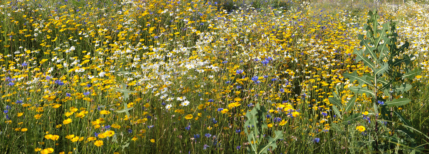 " Blumenwiese "