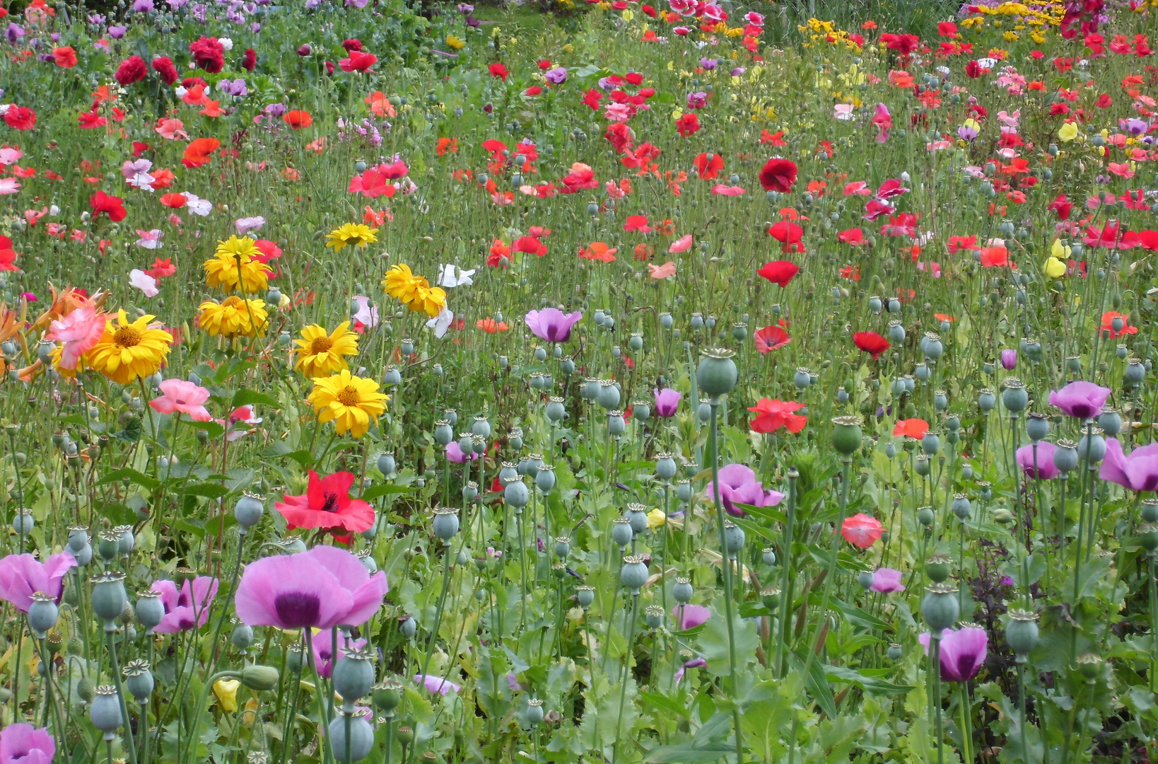 Blumenwiese