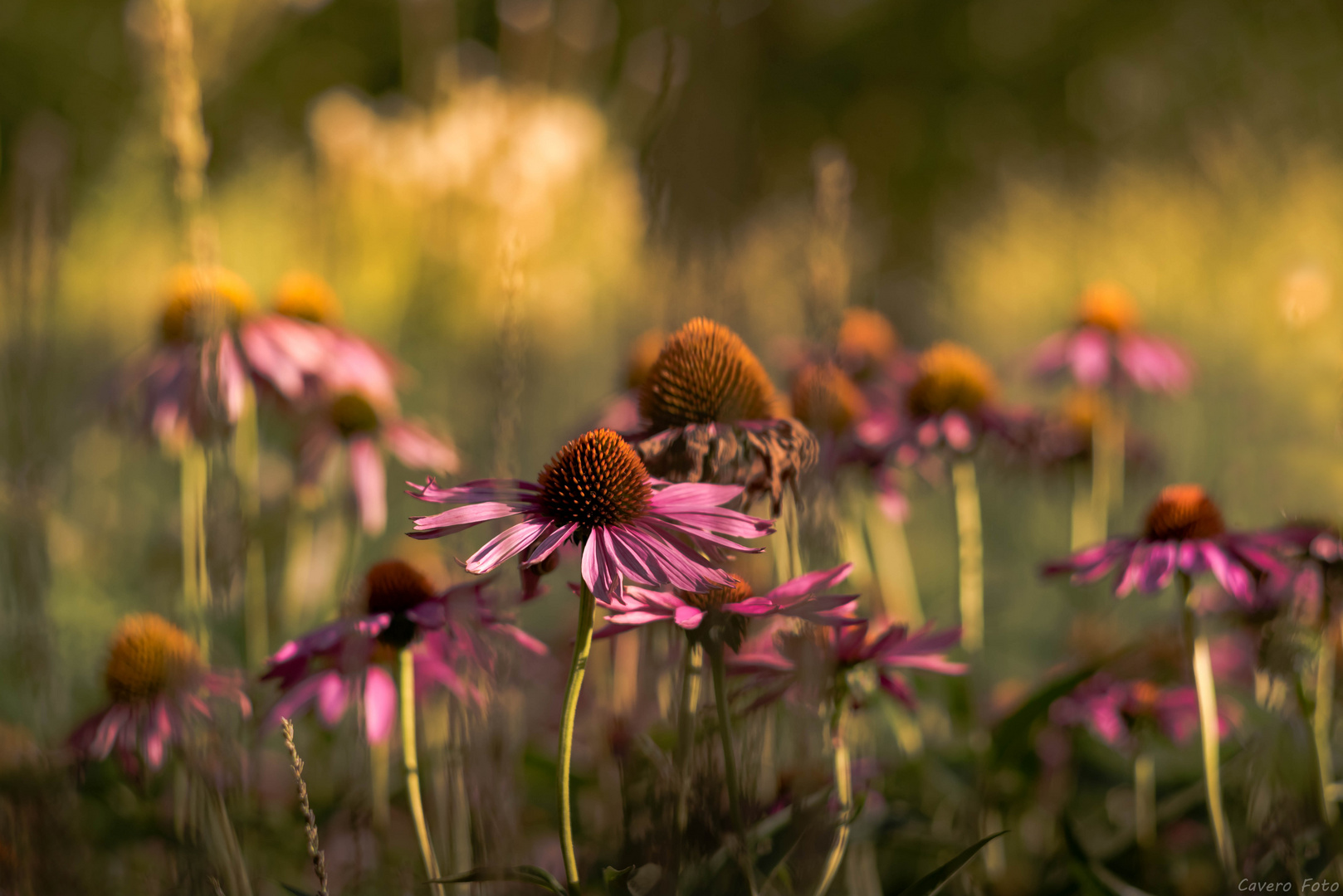 Blumenwiese