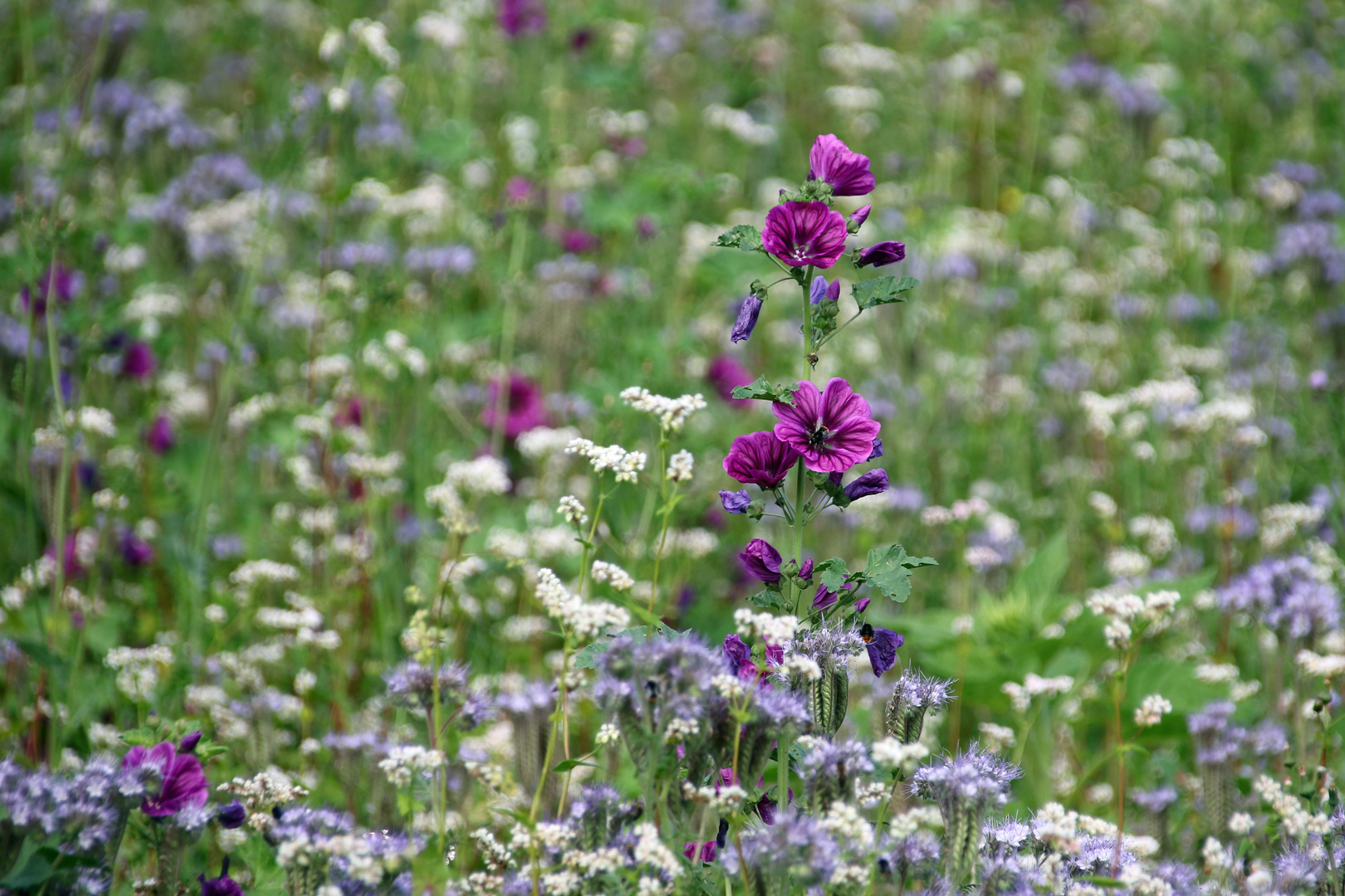 Blumenwiese