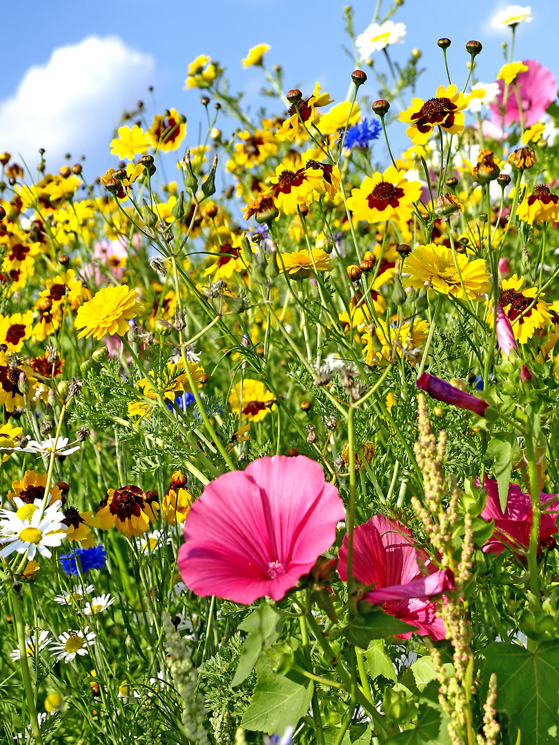 Blumenwiese Foto & Bild stillleben, natur, blumen Bilder auf