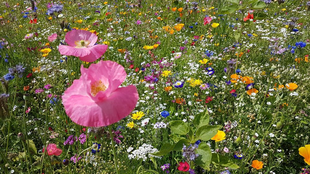 Blumenwiese