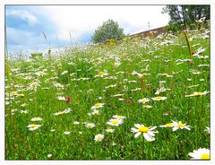 Blumenwiese