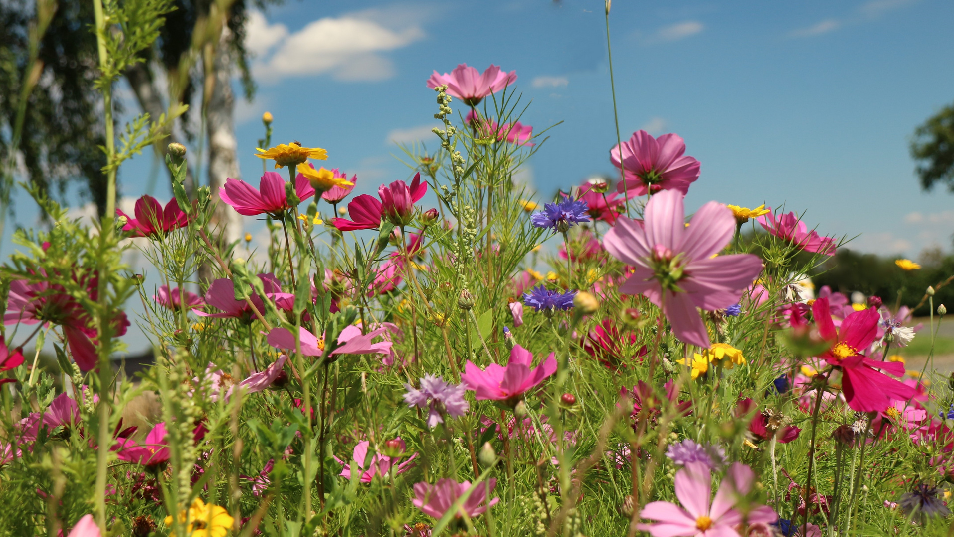 Blumenwiese