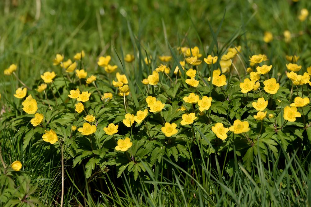 Blumenwiese