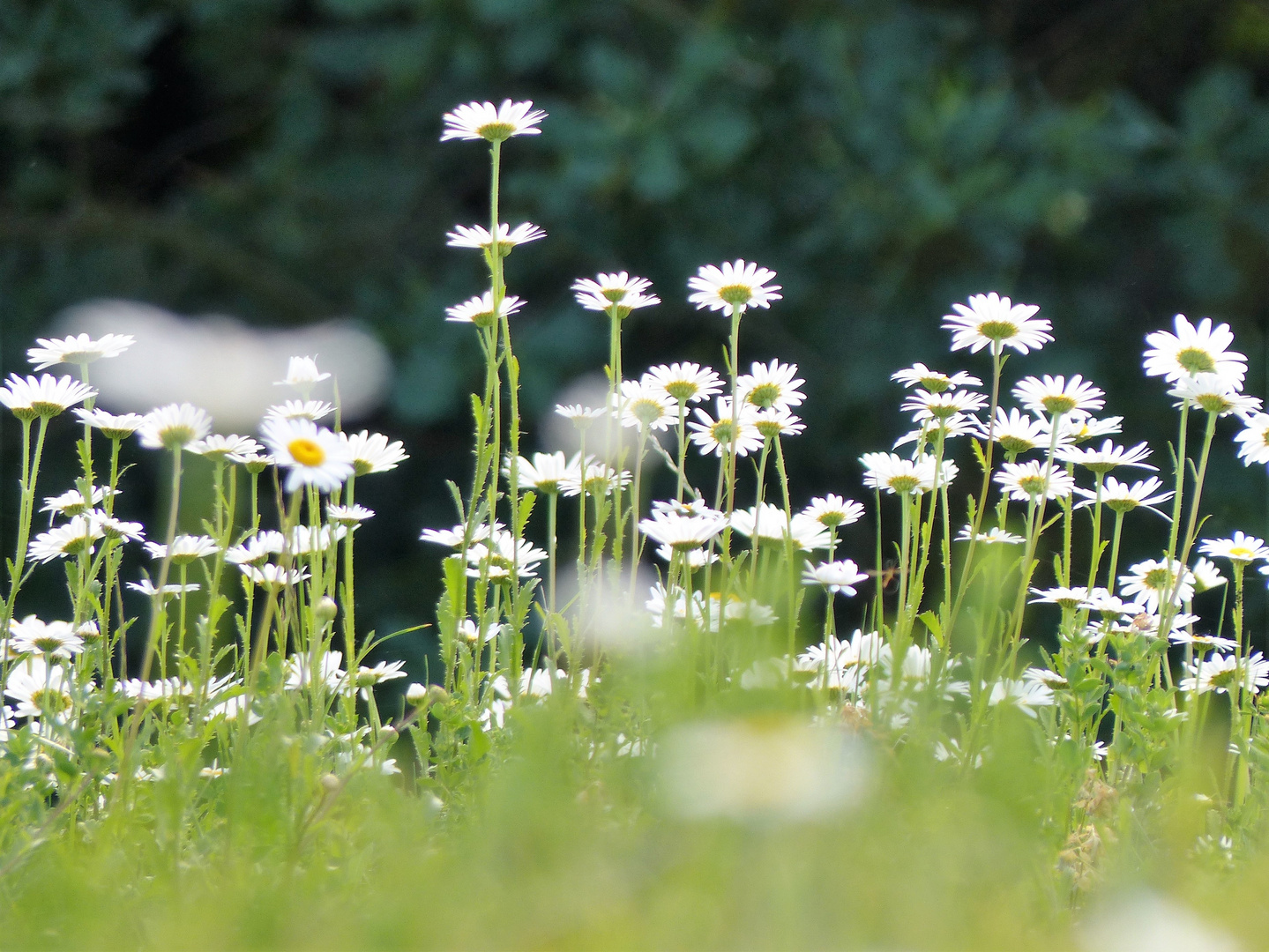 Blumenwiese