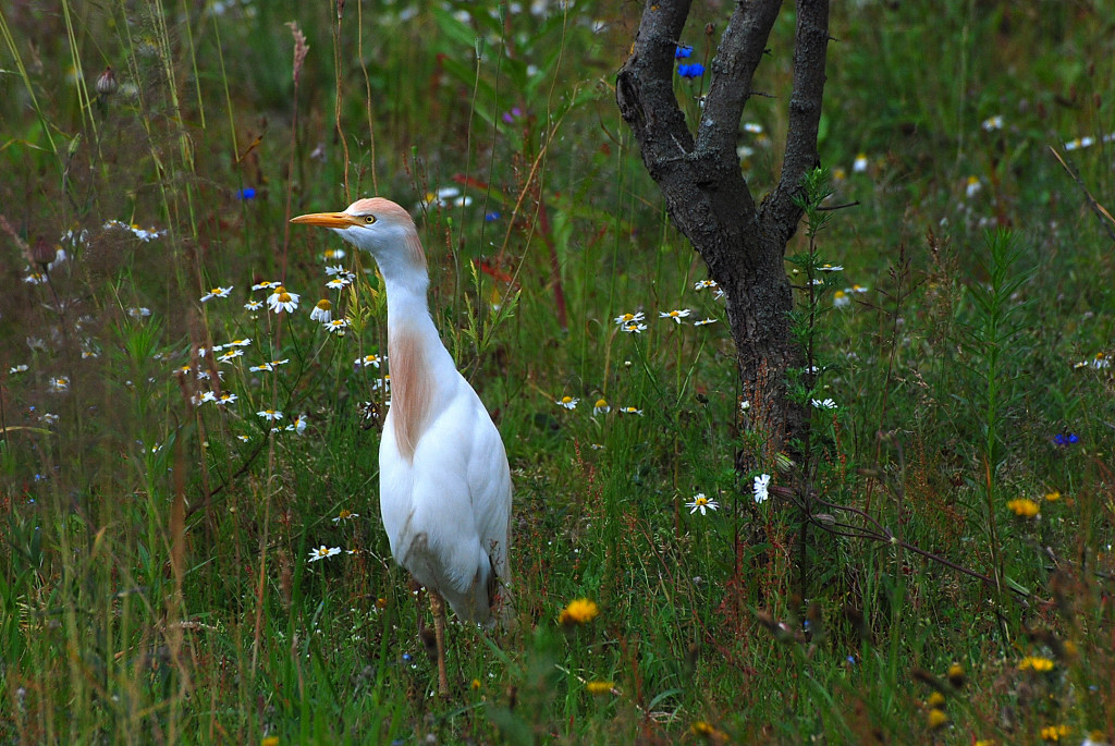 Blumenwiese