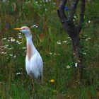 Blumenwiese