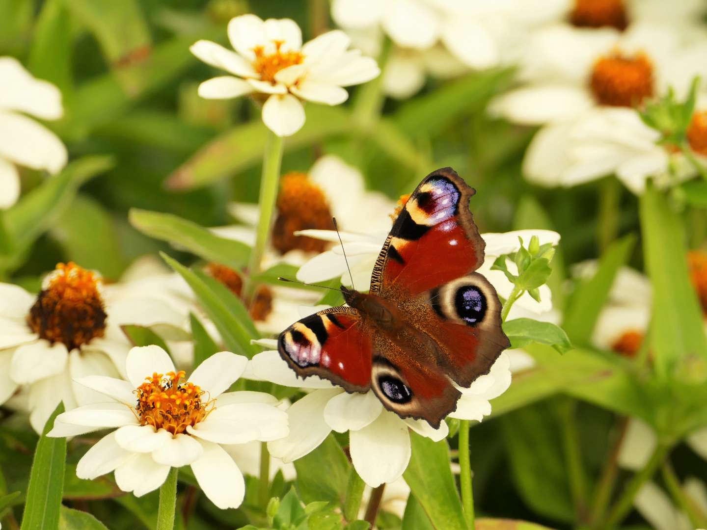 Blumenwiese