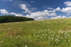 Blumenwiese