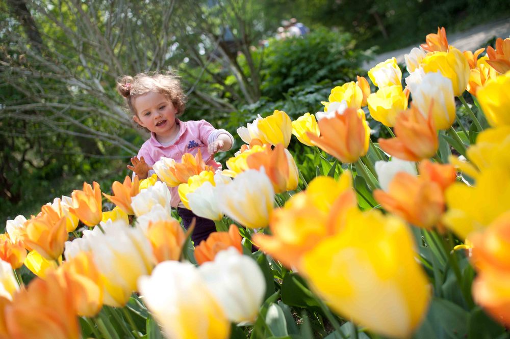 Blumenwiese