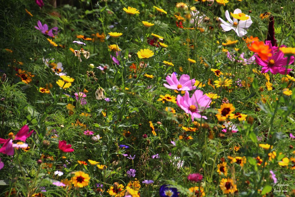 Blumenwiese Foto & Bild natur, landschaft, pflanzen Bilder auf