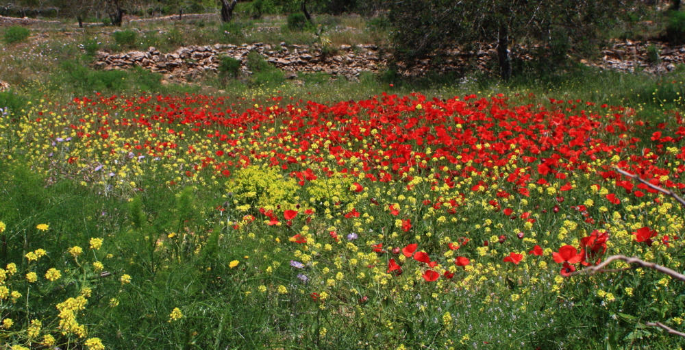 Blumenwiese