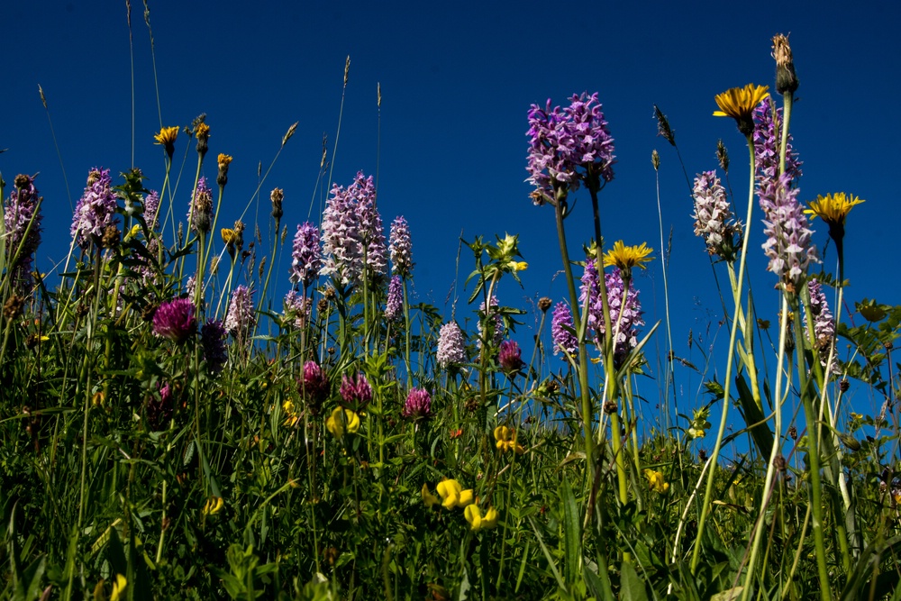 Blumenwiese