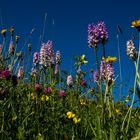 Blumenwiese