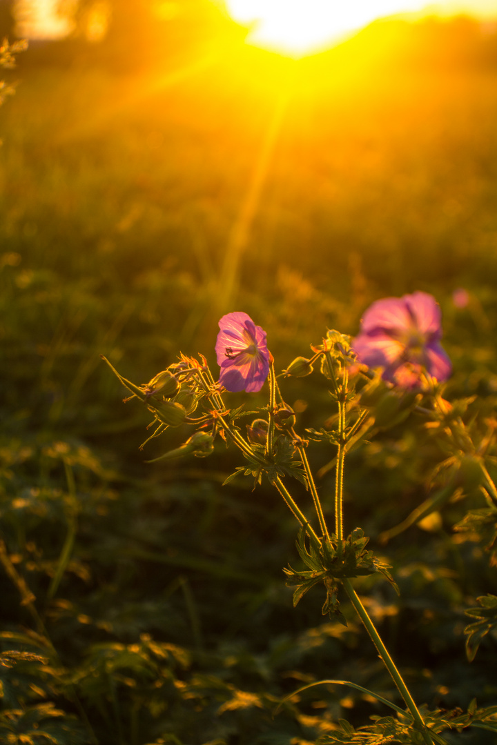 Blumenwiese