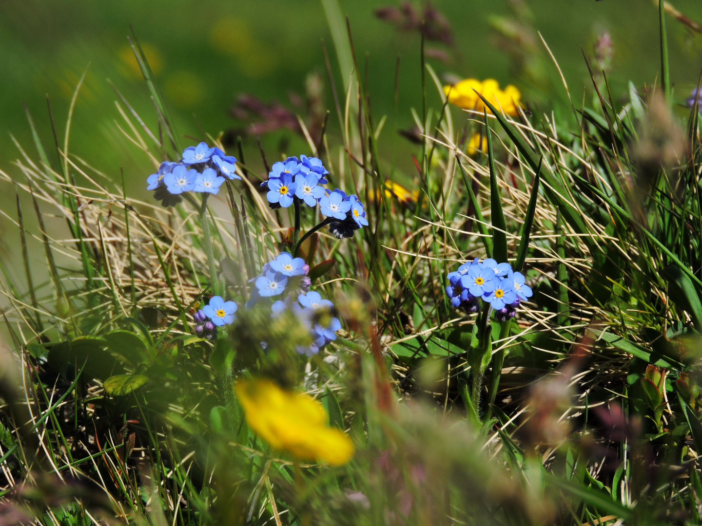 Blumenwiese