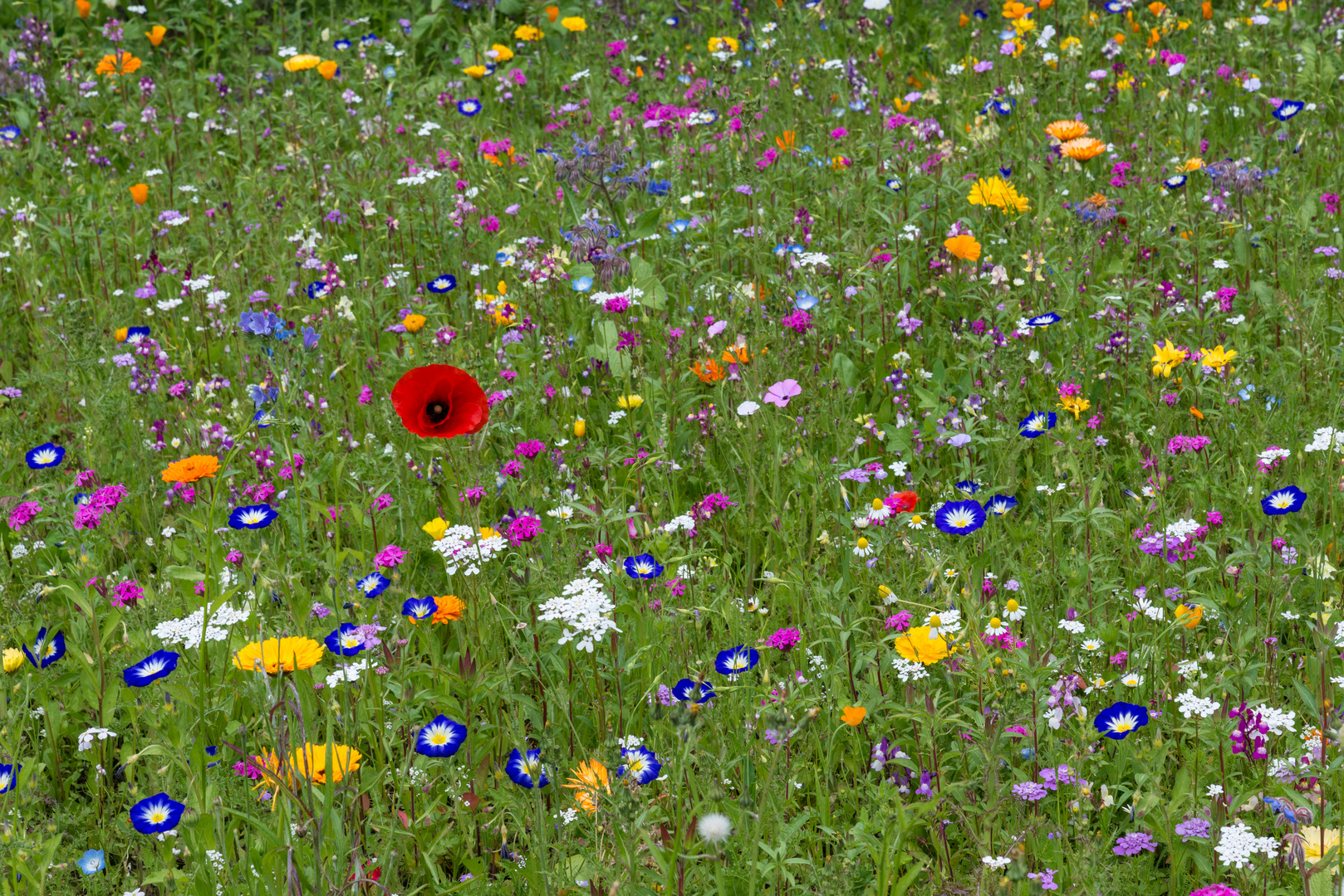 Blumenwiese