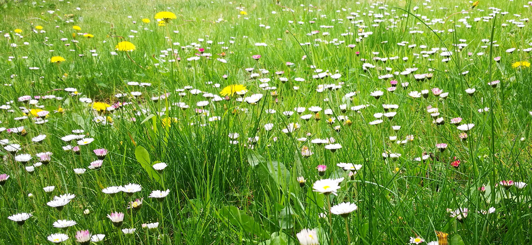 Blumenwiese Foto & Bild | natur, blumen, gänseblümchen Bilder auf
