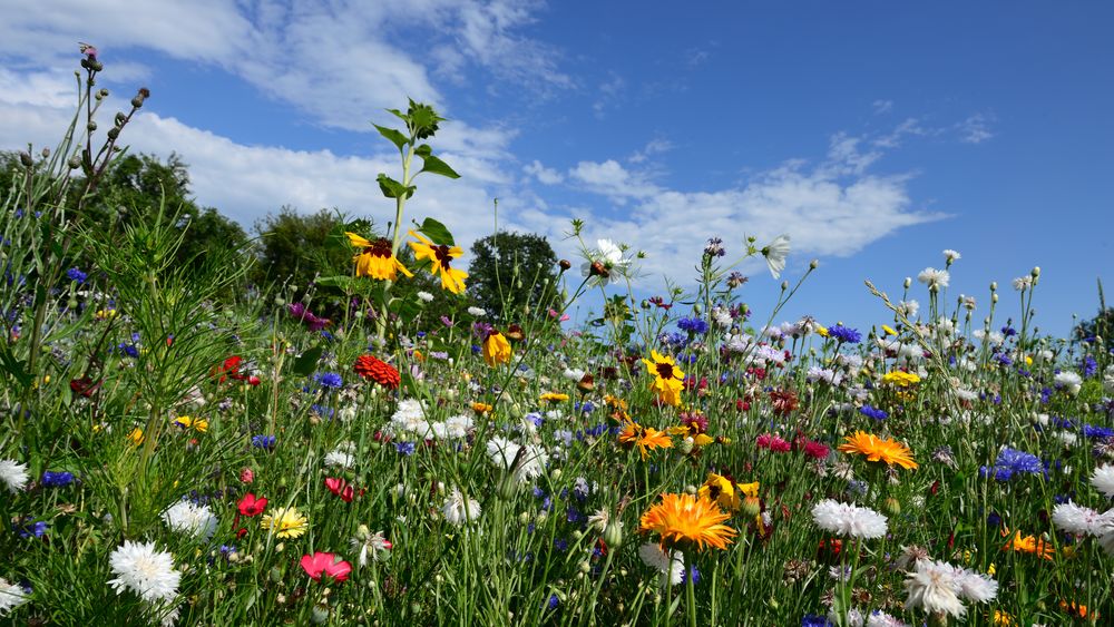 Blumenwiese Foto &amp; Bild | landschaft, Äcker, felder &amp; wiesen, sommer ...