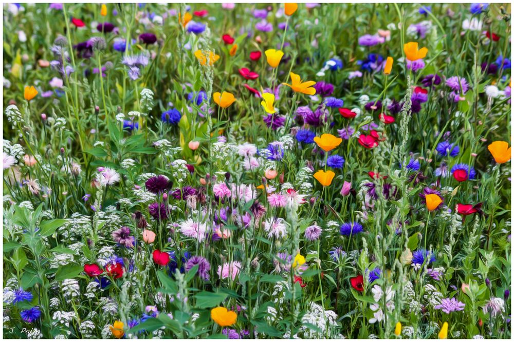 Blumenwiese