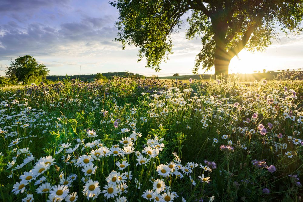 Blumenwiese