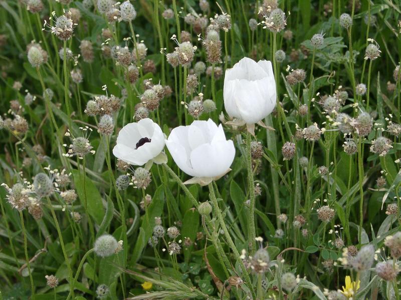 BLUMENWIESE