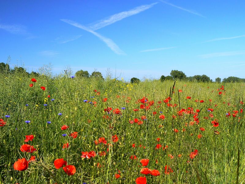 Blumenwiese