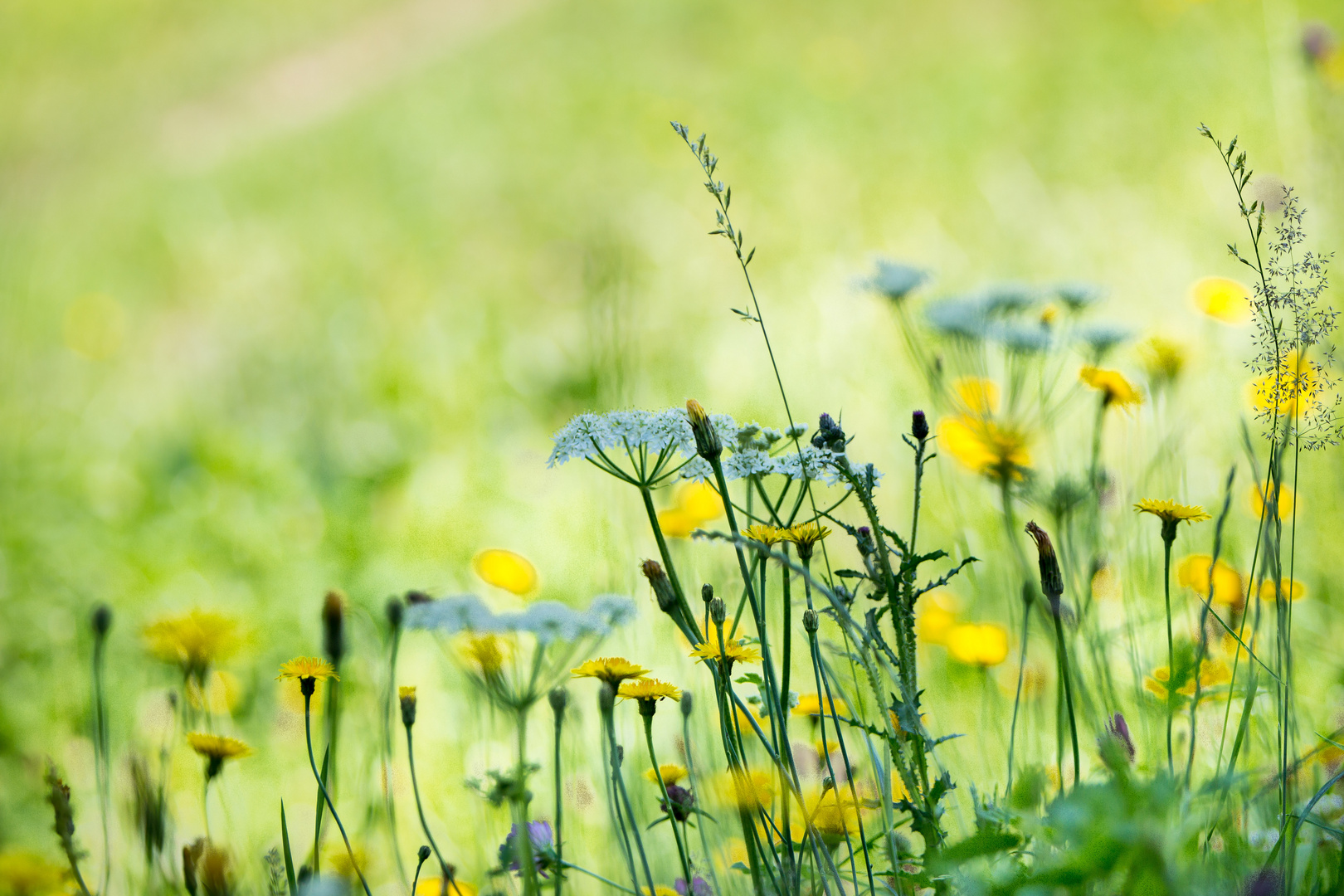 BlumenWiese