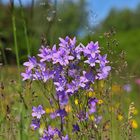 Blumenwiese