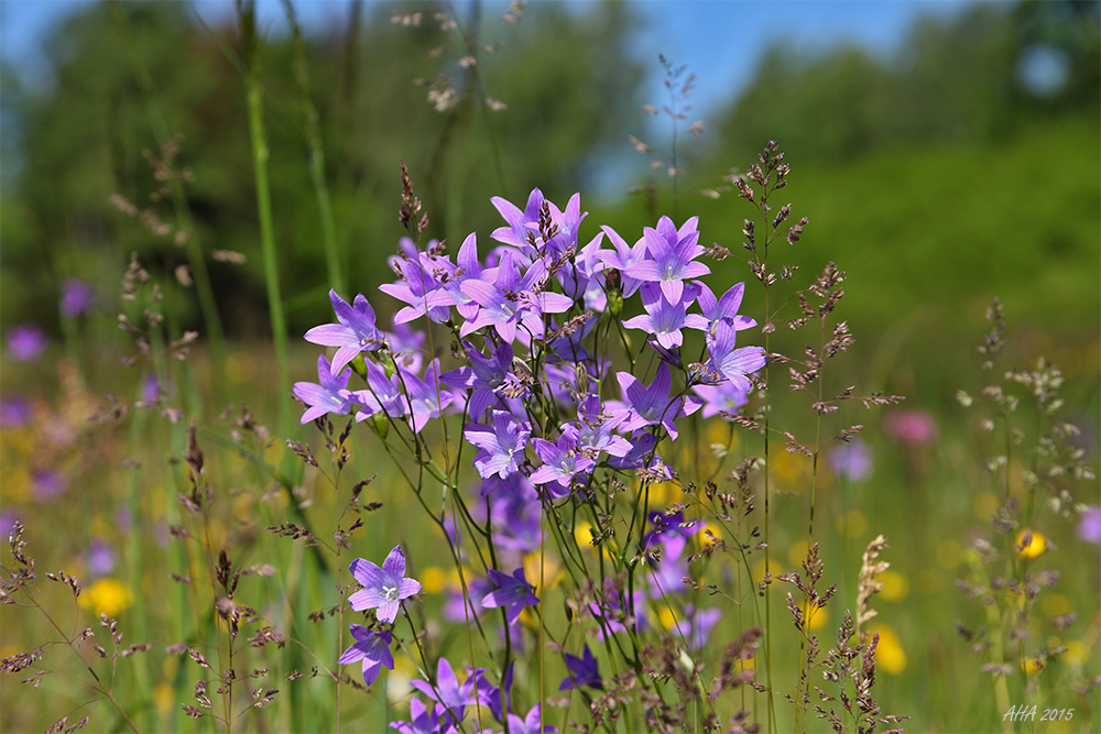 Blumenwiese