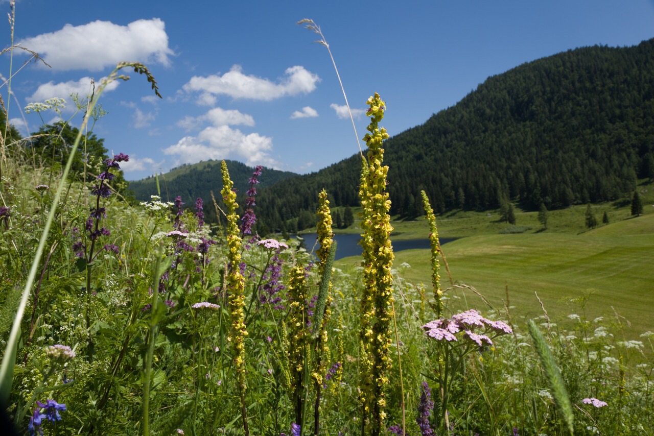 Blumenwiese Foto & Bild landschaft, bach, fluss & see, see, teich