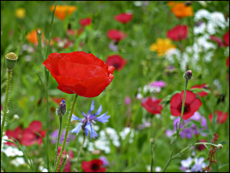 Blumenwiese