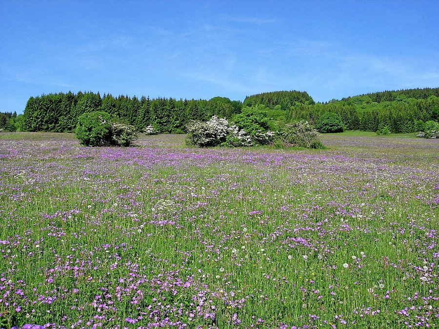 Blumenwiese