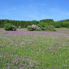 Blumenwiese