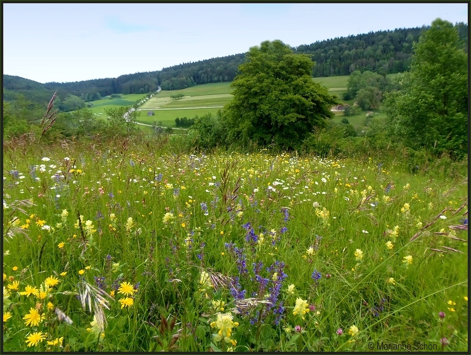 Blumenwiese