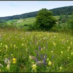 Blumenwiese