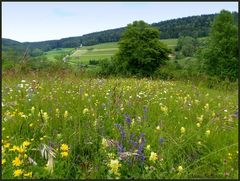 Blumenwiese