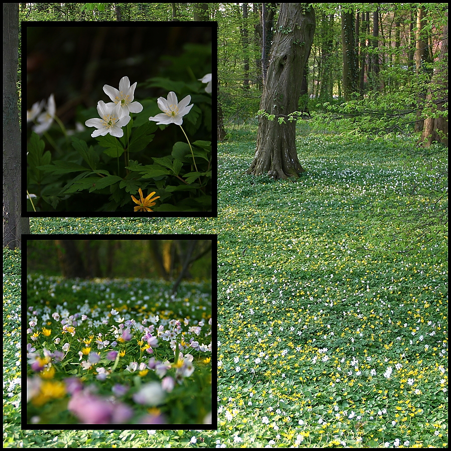 Blumenwiese...