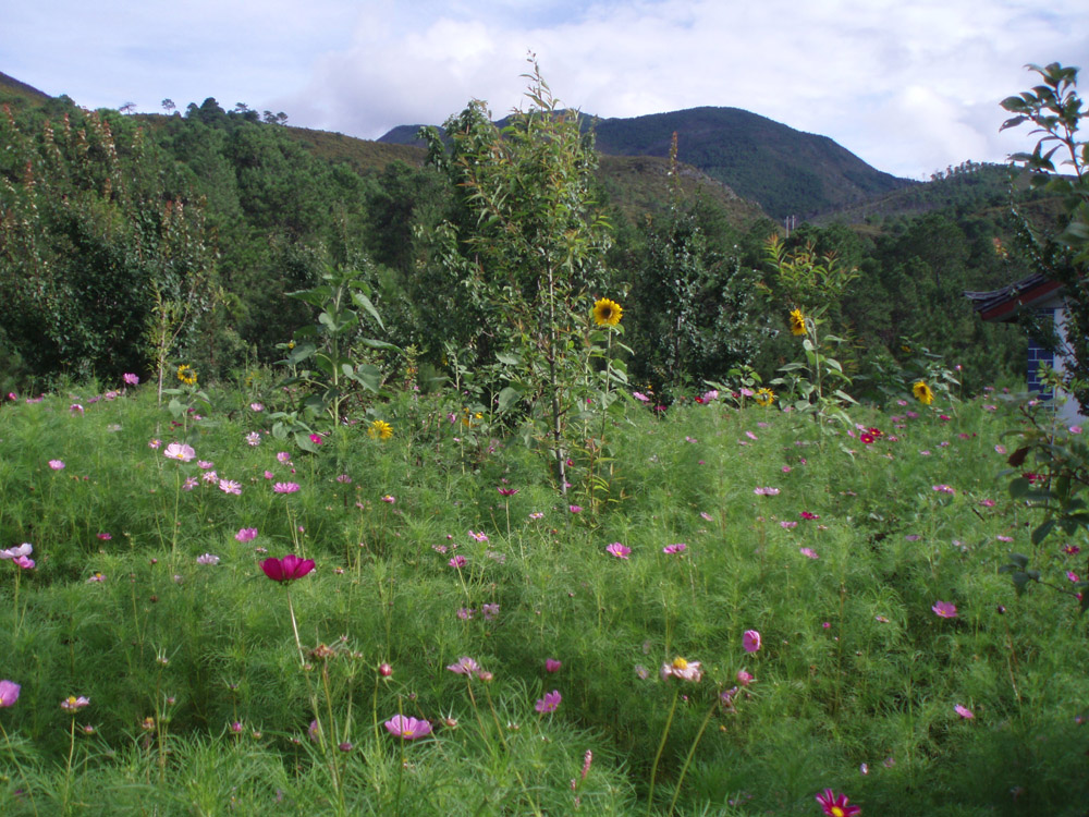 Blumenwiese