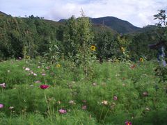 Blumenwiese