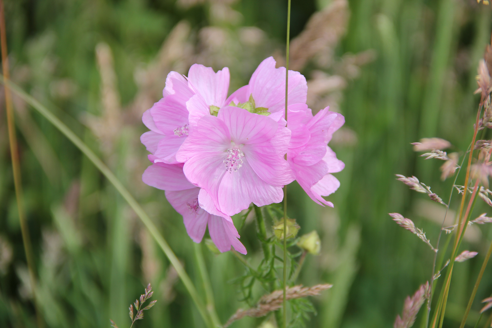 Blumenwiese