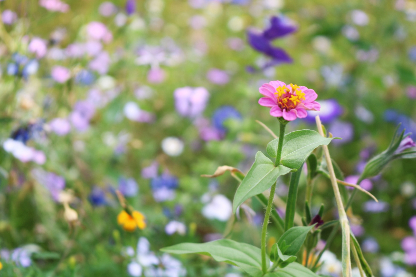 Blumenwiese 